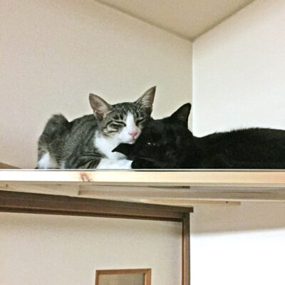 ナワバリを侵食するきなこ