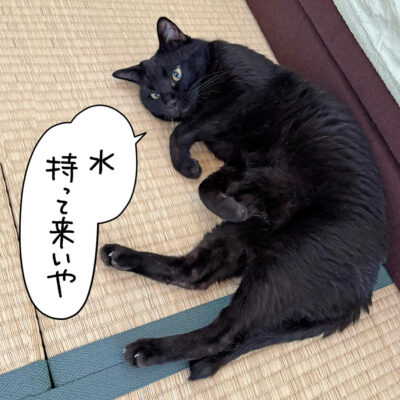 寝そべる黒猫