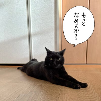黒猫