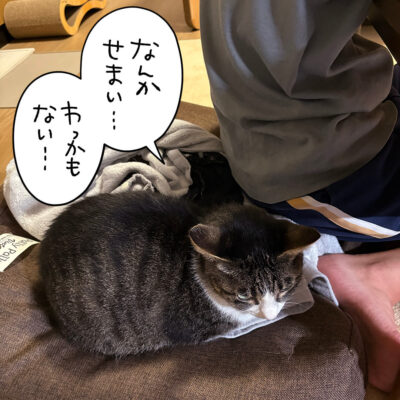 娘に追いやられるきなこ