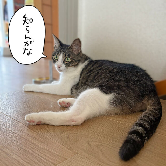 減量用 | ねこ漫画ナノトクラス