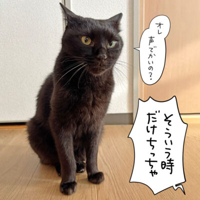 黒猫