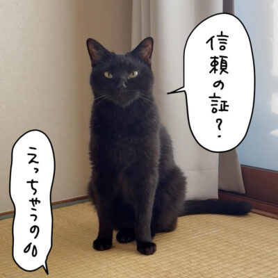 正面から見据える黒猫