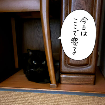 ドレッサーの下の黒猫