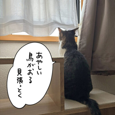 ニャルソック中の猫