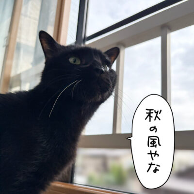 ニャルソック中の猫
