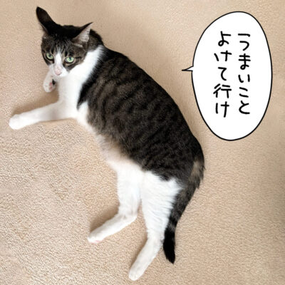 止まって寝転ぶきなこ