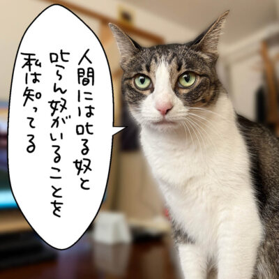 きなこの一言