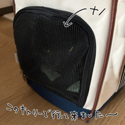 キャリーの中の黒猫ナノ