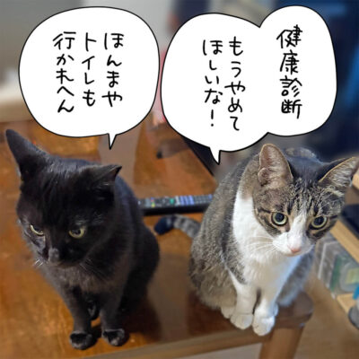 健康診断帰りのナノときなこ
