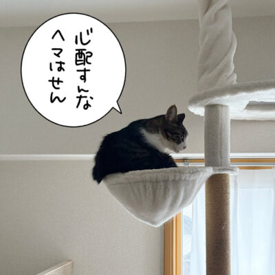 キャットタワーハンモックの中の猫