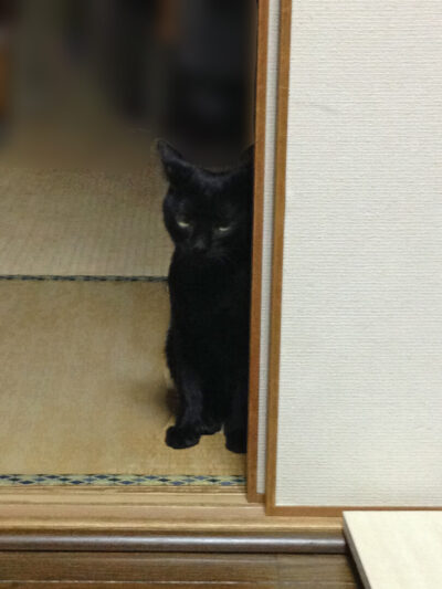 睨む黒猫