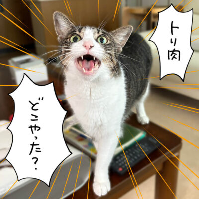 きなこ正面