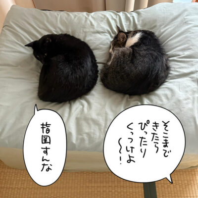 猫団子