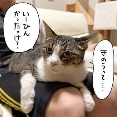 膝の上に乗るきなこ