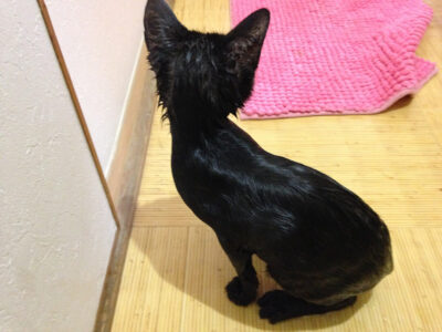 濡れた黒猫