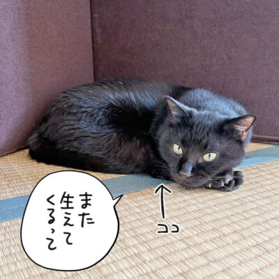 白ヒゲの抜けた黒猫