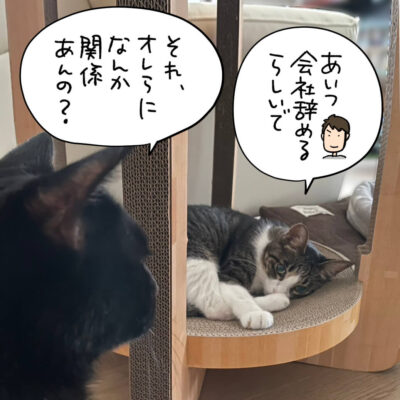 黒猫なのとキジ白猫きなこ