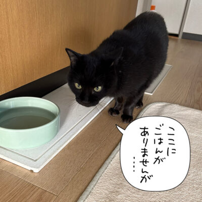 ご飯を探す黒猫ナノ