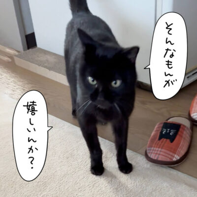 黒猫