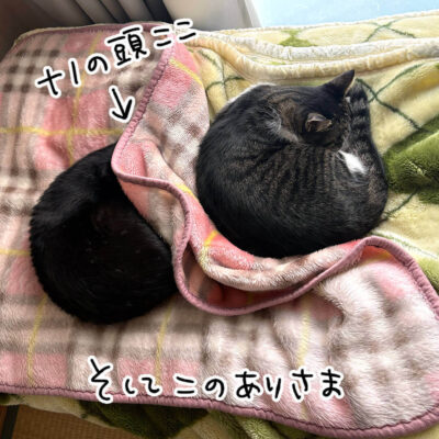 2匹で丸まる猫