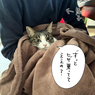 膝の上のキジシロ猫きなこ