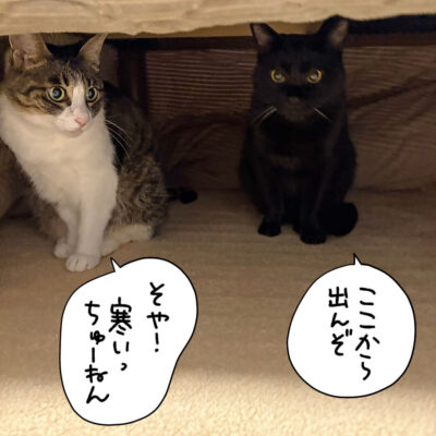 こたつの中の猫