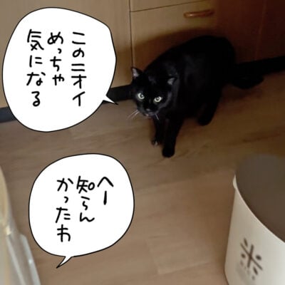 台所へ行く黒猫ナノ