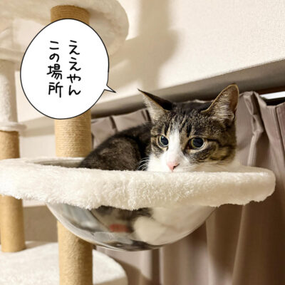 キャットタワーのきなこ