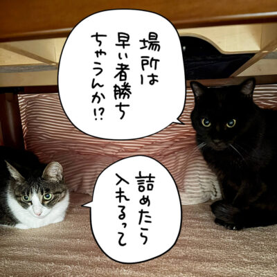 黒猫とキジ白猫