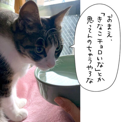 お湯飲むキジシロ猫きなこ