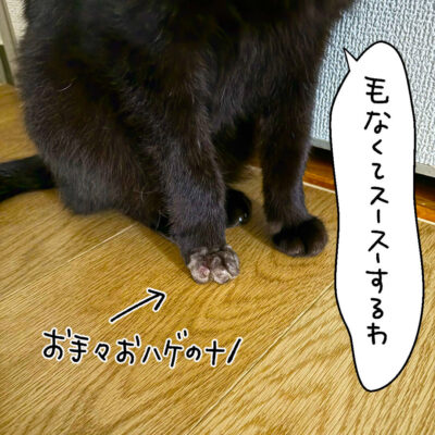 手の毛を刈った黒猫