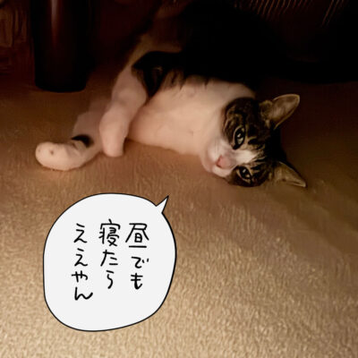 こたつの中の猫