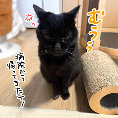 ちょっと怒り気味の黒猫