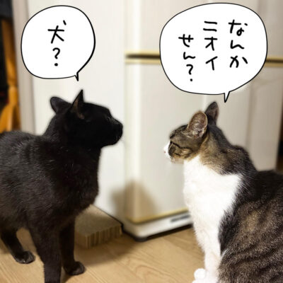 訝しがるナノときなこ