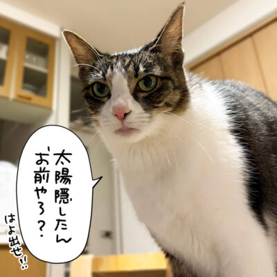 キジ白猫のアップ