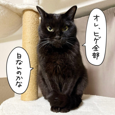 白ヒゲが増えた黒猫