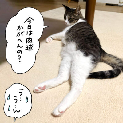 寝転んで肉球を見せつけるキジ白猫