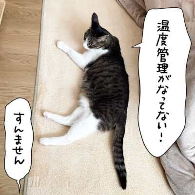 こたつが暑かったキジシロ猫