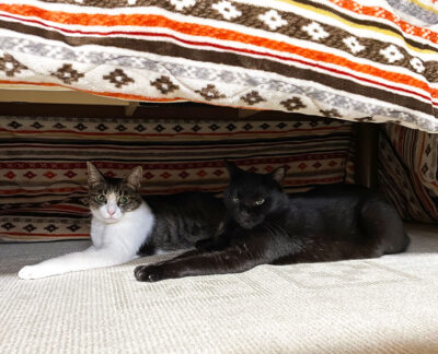 こたつの中の猫