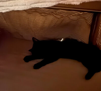 こたつの中の猫