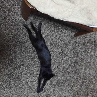 こたつで長くなる猫