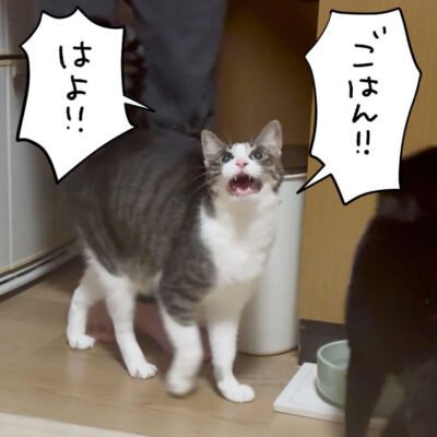 ご飯を要求するキジシロ猫