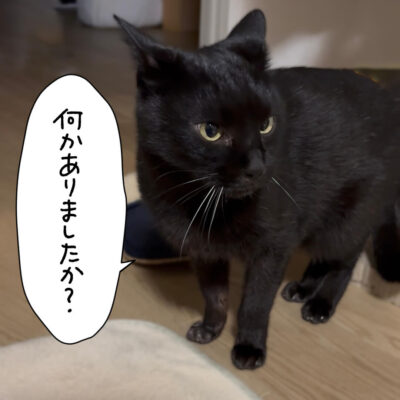 黒猫のアップ