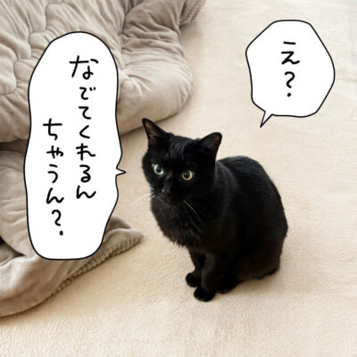なでられ待ちの猫