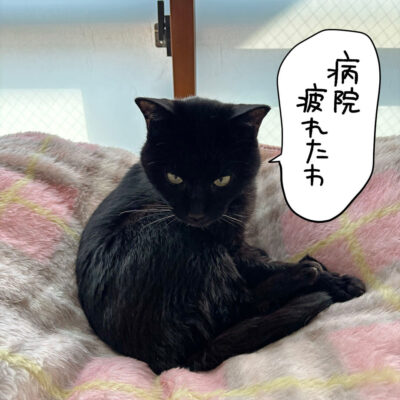 病院から帰ってきた黒猫