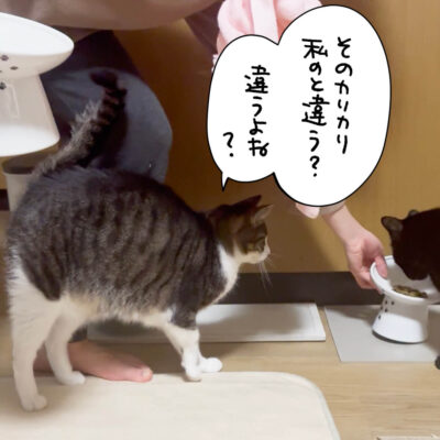 人のご飯を確認するキジ白猫