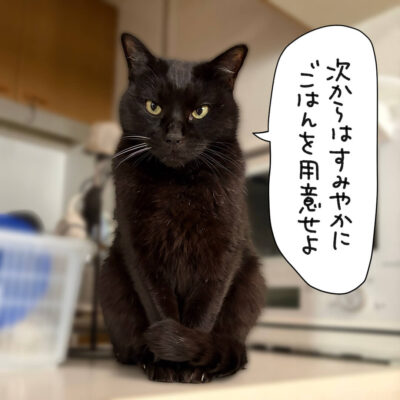 ご飯を要求するナノ