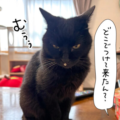 鼻にホコリつけた黒猫