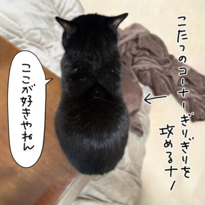 はっしっこに乗る猫